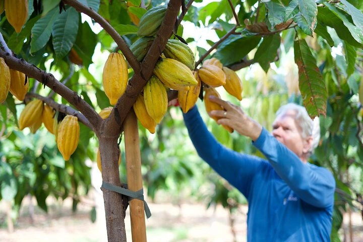 Cacao pods and chocolate tasting at Maui farm
