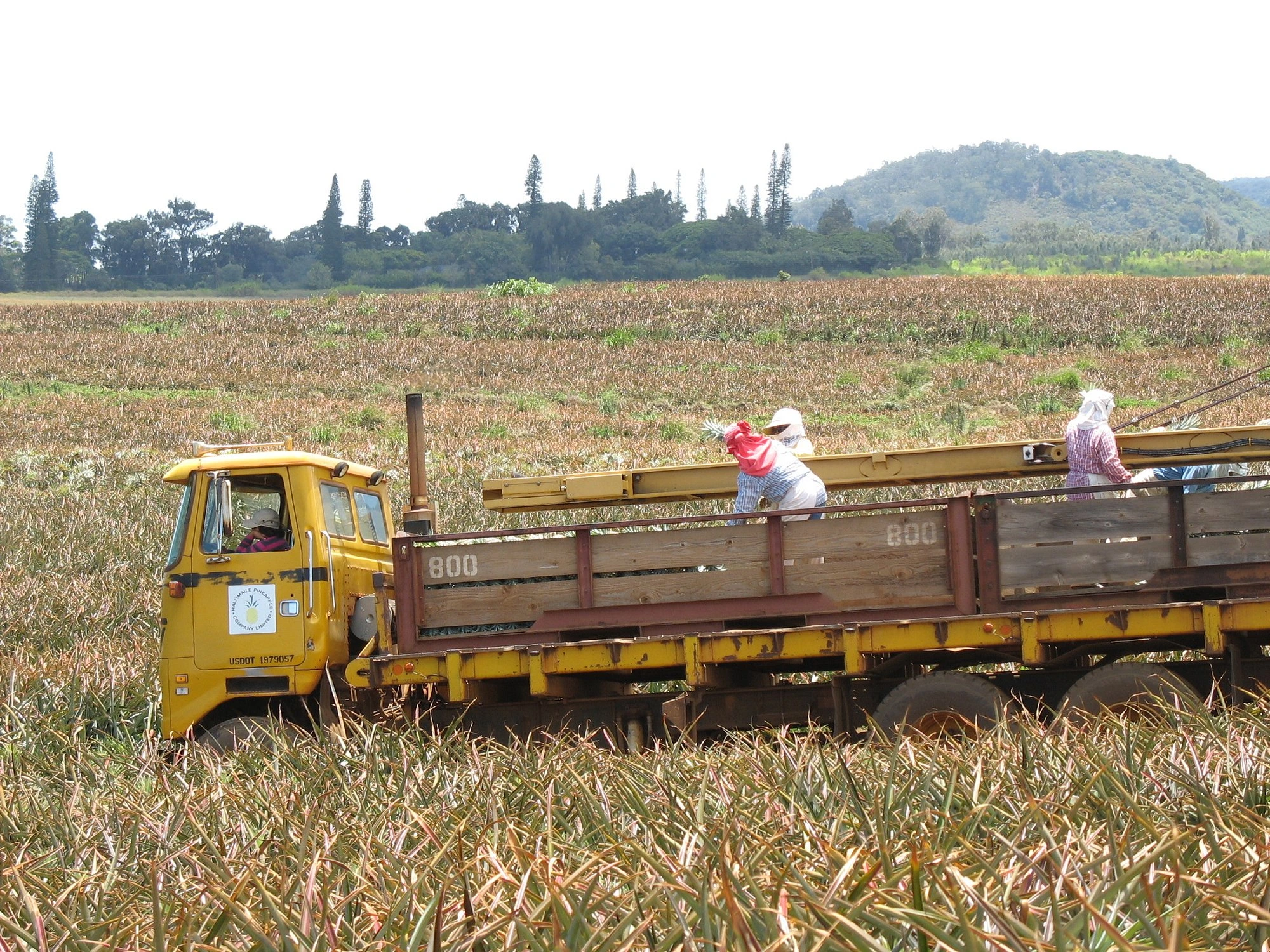 Fresh pineapples growing at a Maui farm in Upcountry