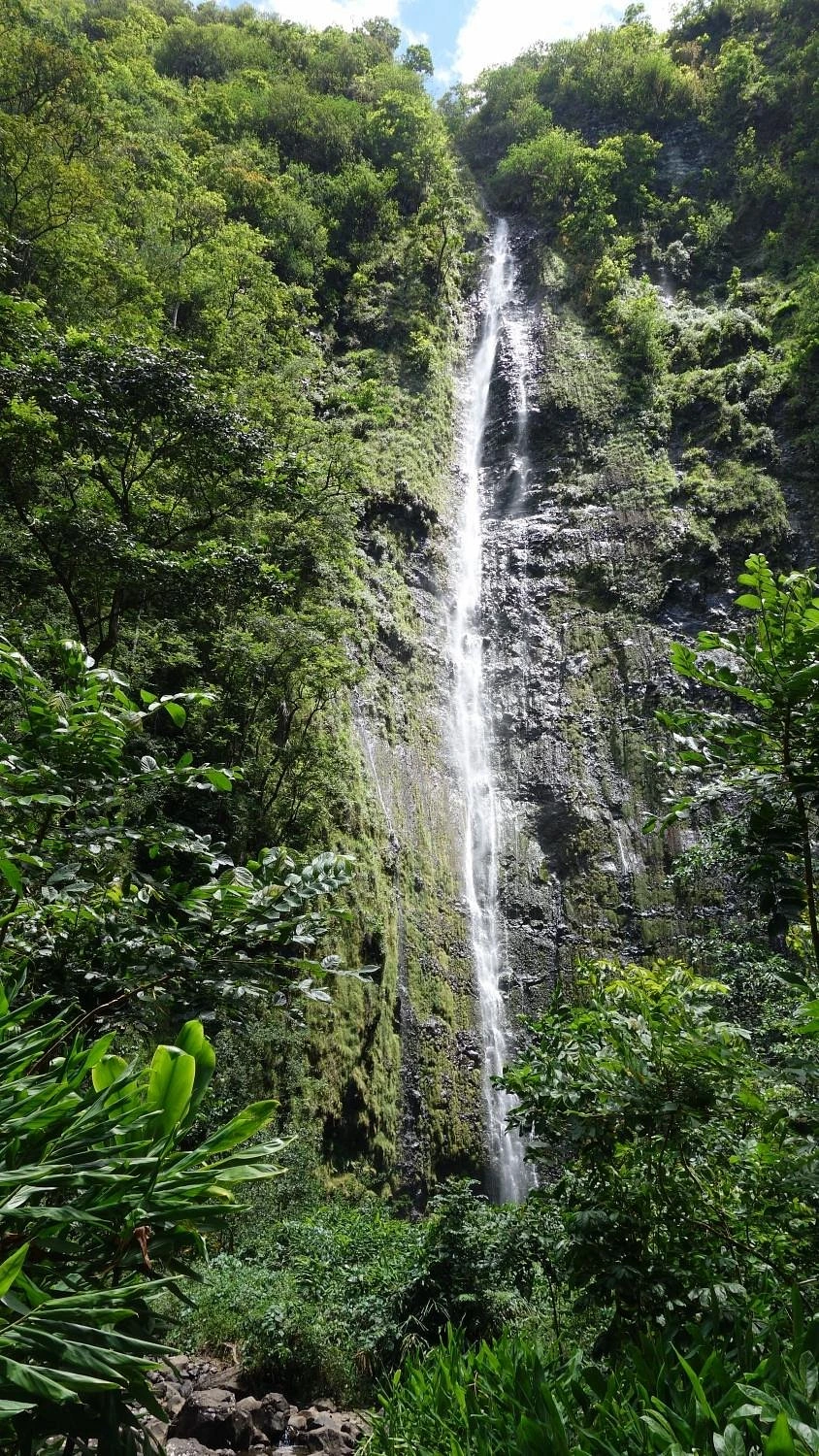 Bamboo forest along the Pipiwai Trail in Maui