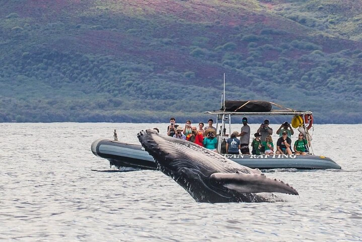 Humpback whale breaching in the waters off Maui