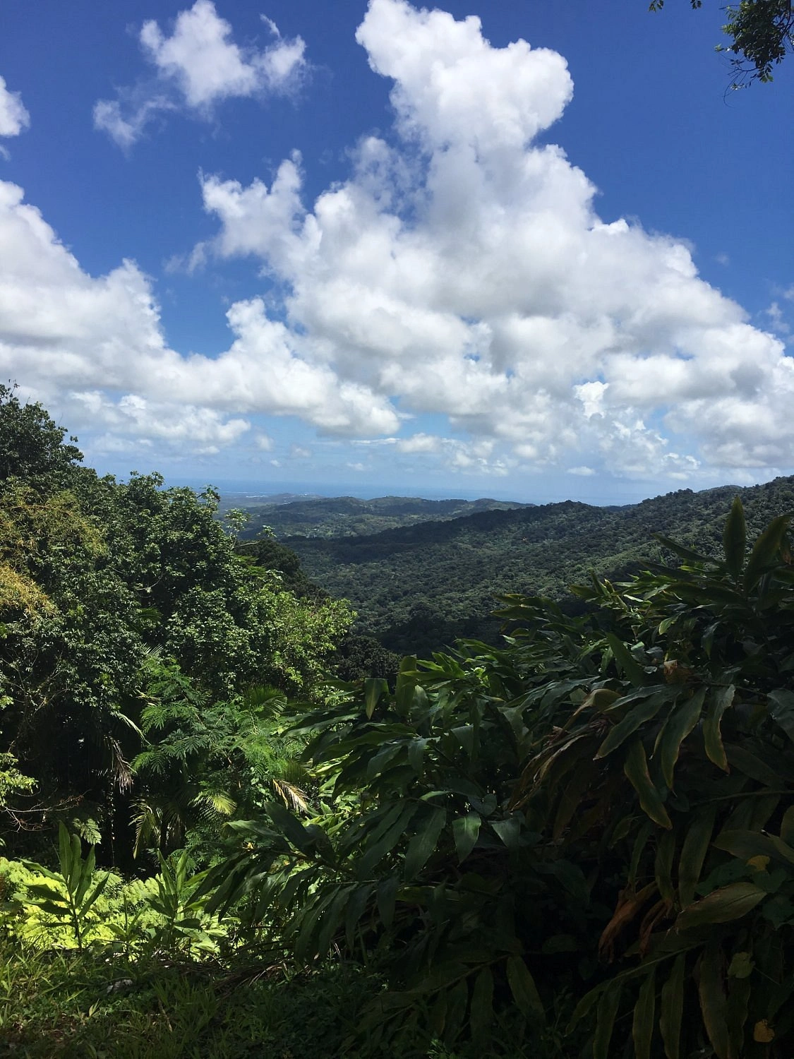 Panoramic view of El Yunque National Forest canopy