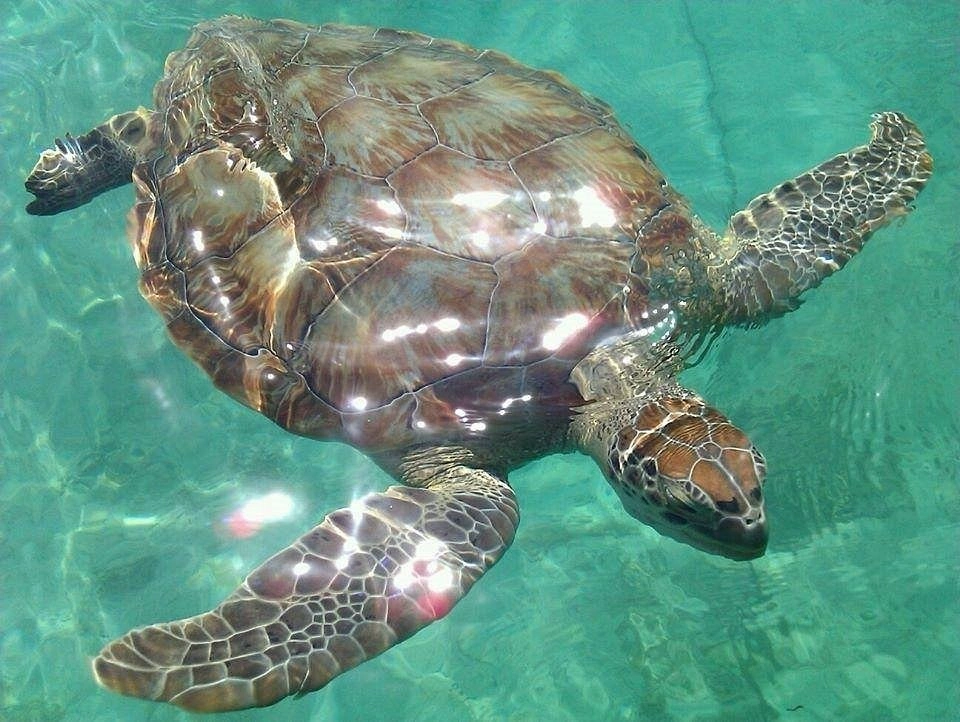 Crystal-clear turquoise water at Flamenco Beach in Culebra